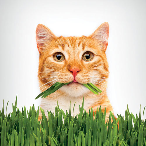 Where to Buy Cat Grass Pet Greens Store Locator