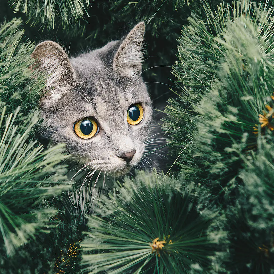 Cat in Christmas Tree