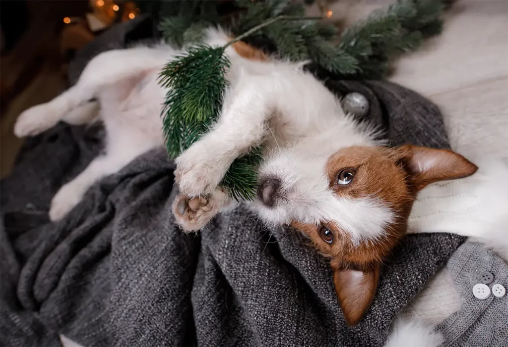 dog with christmas tree