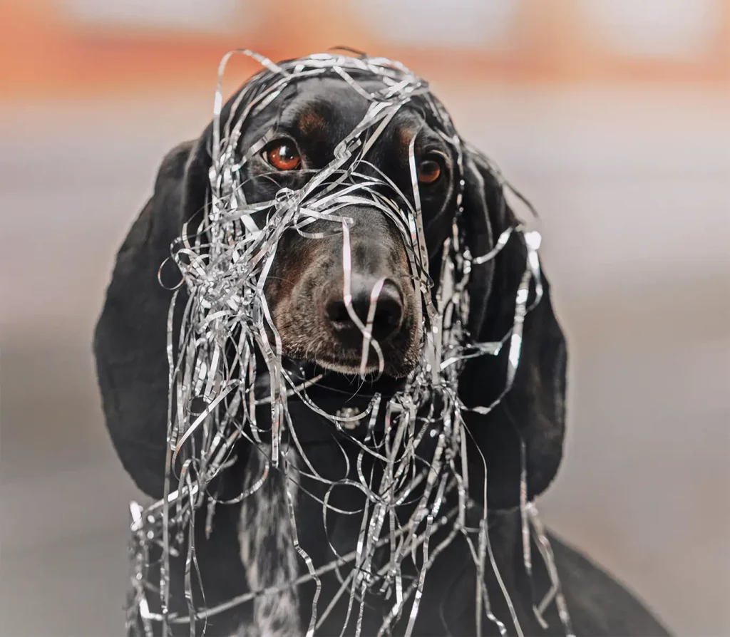 black dog covered with tinsel