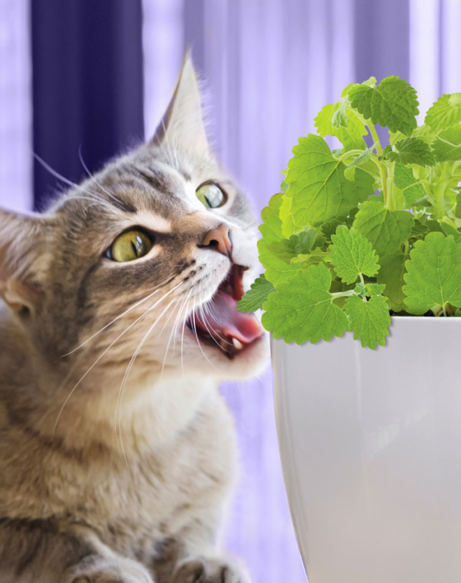Buy Live Catnip Plants, Certified Organic