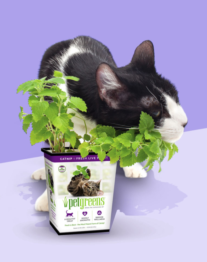 Buy Live Catnip Plants, Certified Organic