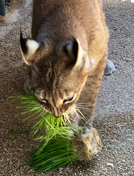 lynx eating cat grass