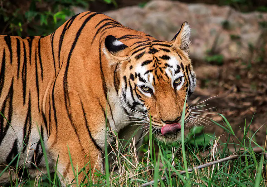 Tiger with grass in the wild