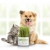 Cat eating pet grass with dog