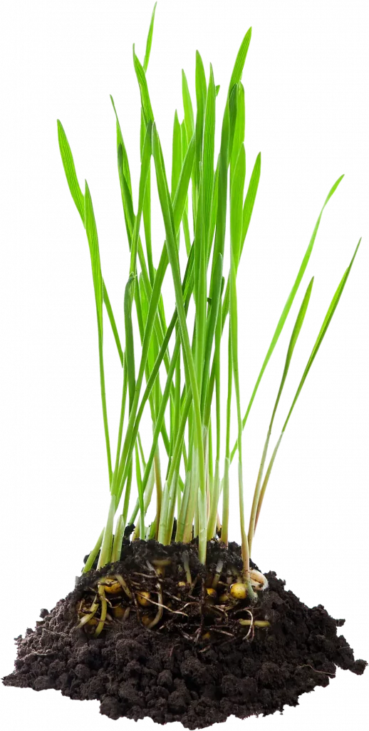 Self-Grow Cat Grass