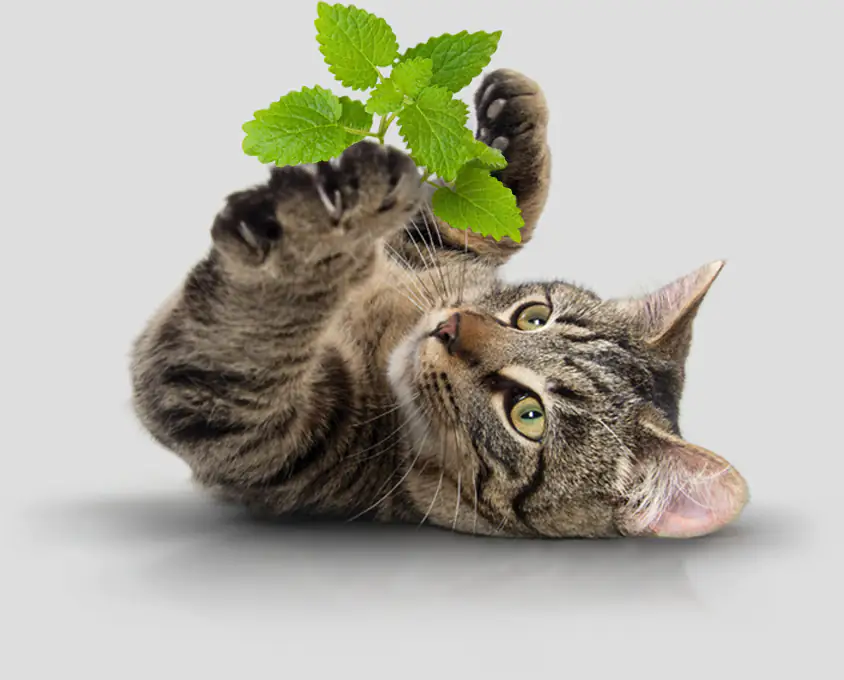 Catnip shop for cats