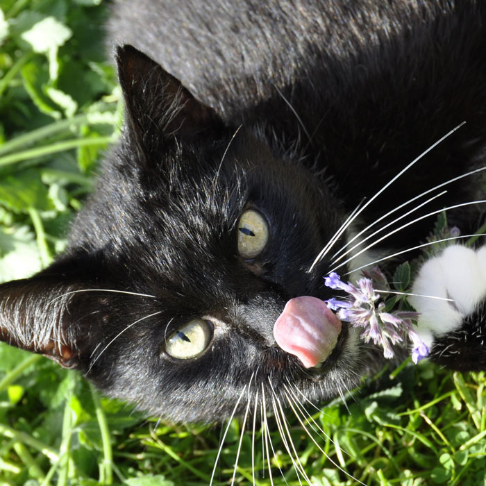 cat with catnip