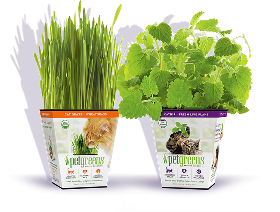 Live cat grass and catnip in pots