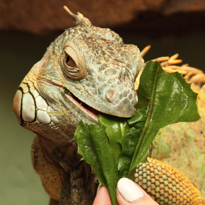 reptile feeding