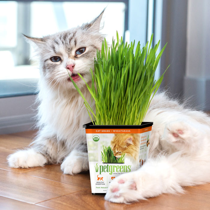 Cat on floor with live cat grass