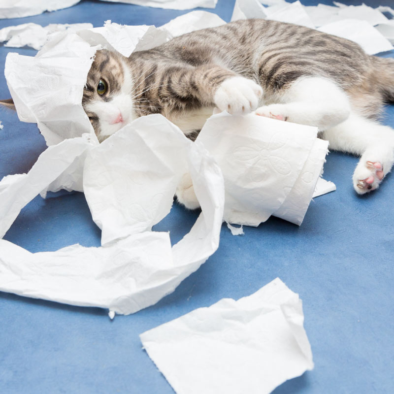 Kitten makes a mess with toilet paper