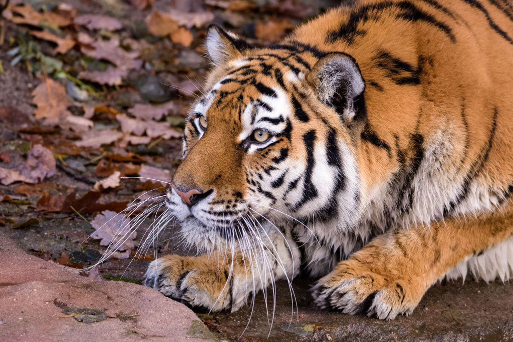 crouching murder-floof, aka a tiger! gets ready to pounce