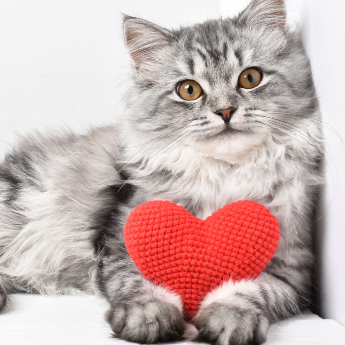Kitten with red heart toy