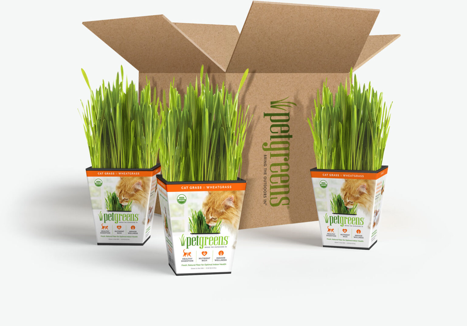 3 live cat grass pots and shipping box