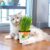 Cat with Cat Grass on the floor