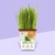 Pre-grown Organic Cat grass