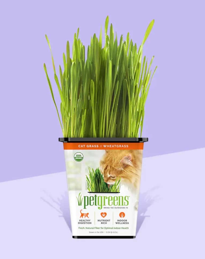 Cat grass clearance