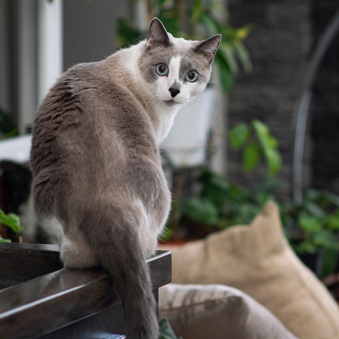 Cat with questioning look on it's face