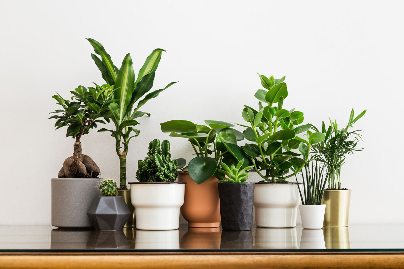 house plants potted in a row