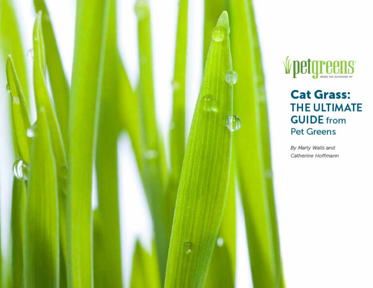What is Cat Grass? Answers to Common Questions Pet Greens