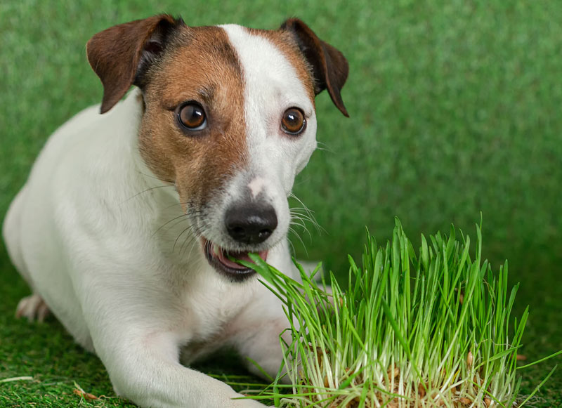 Jack Russell terrier eating wheatgrass