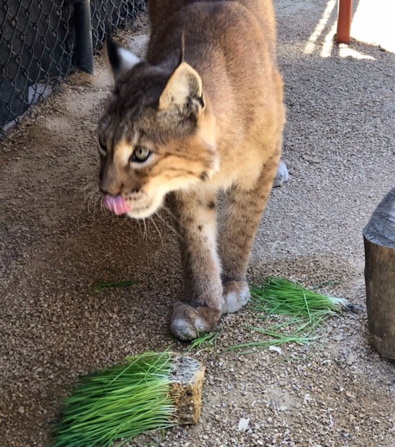 Cat who loves cat grass with cat grass on the ground