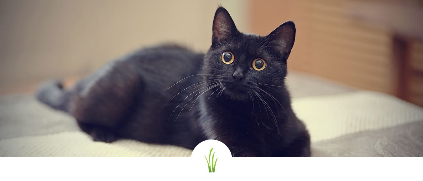 beautiful black cat looking up