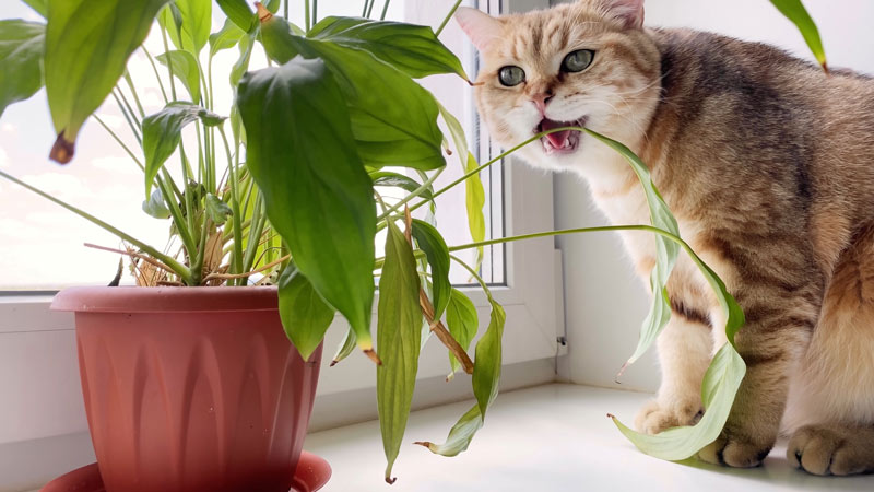 cat biting a house plant