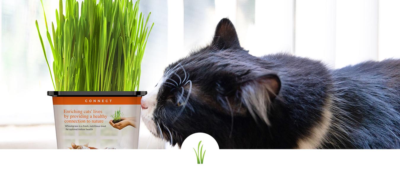 black and white cat sniffing cat grass