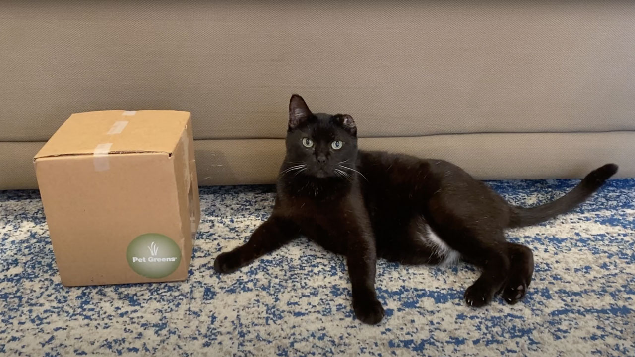 Can I get pregrown Cat Grass delivered to my home? Pet Greens