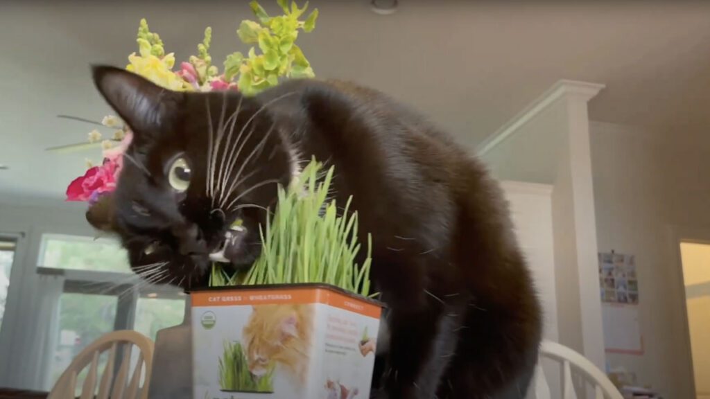 cat eating cat grass