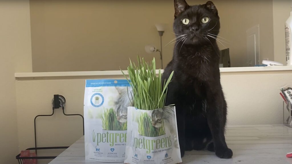 cat with self grown cat grass