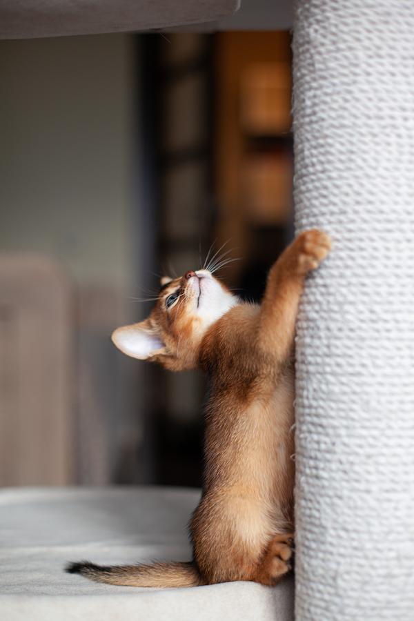 aby on scratching post