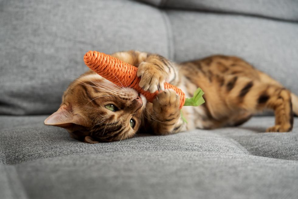 bengal with carrot toy