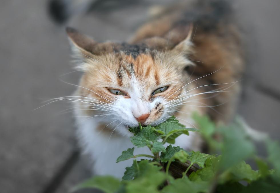 calico eating nip