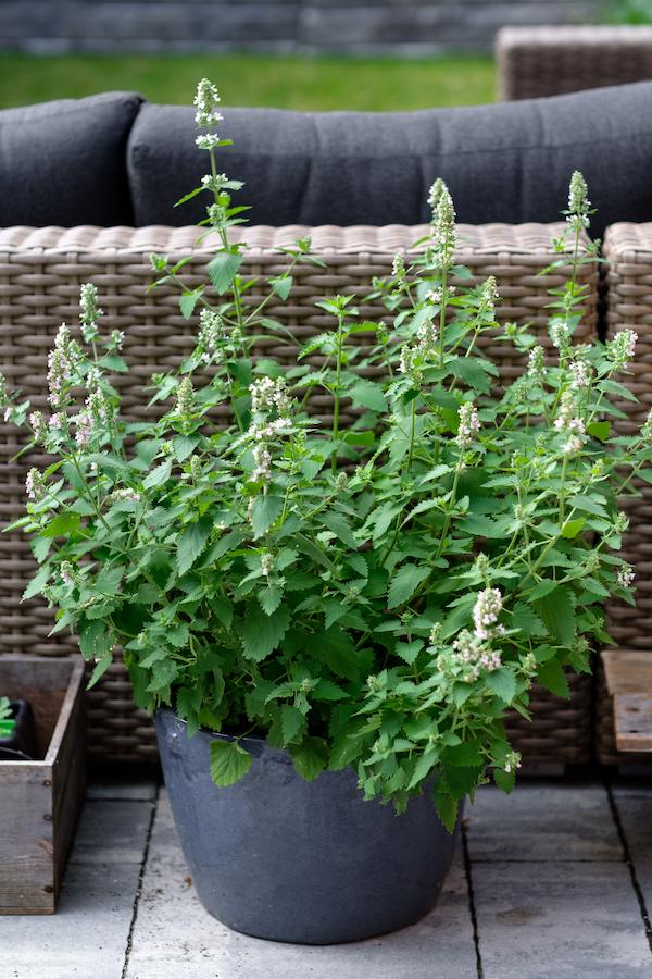 catnip in a black pot