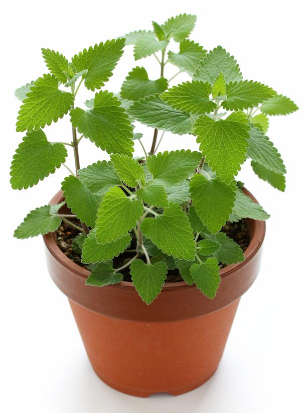 catnip in terra cotta pot