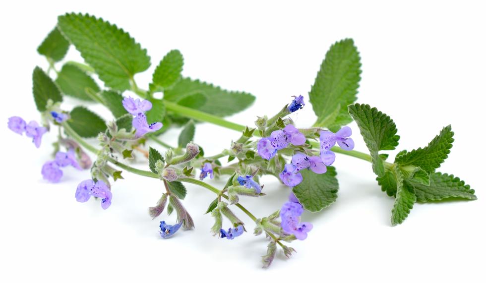catnip sprig with flowers