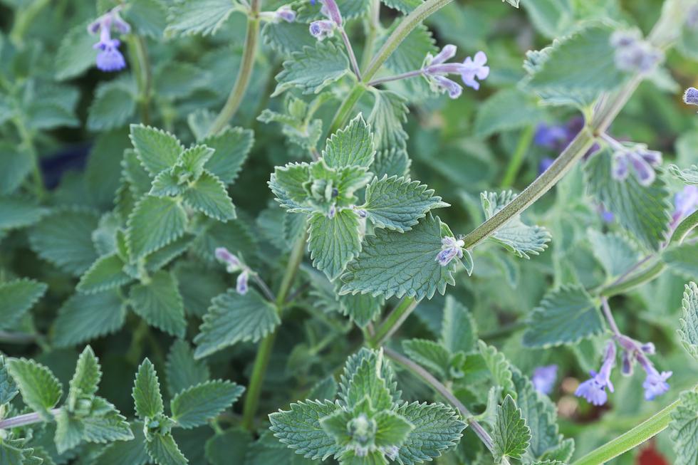 close up of catnip leaves