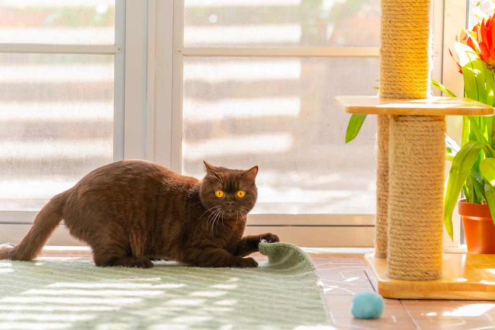 gray cat playing by the window