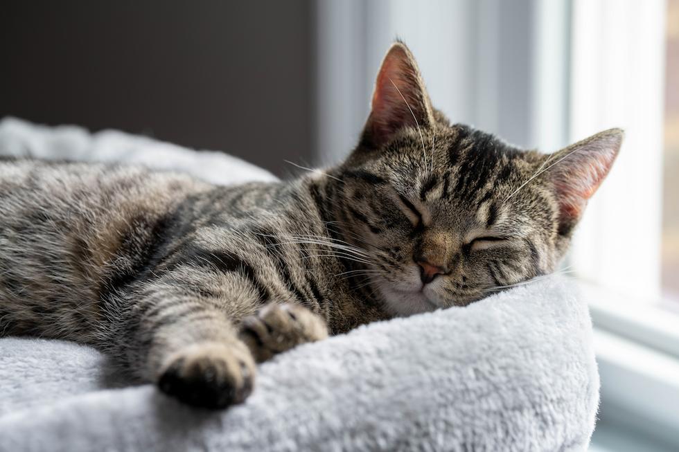 sleeping gray tabby