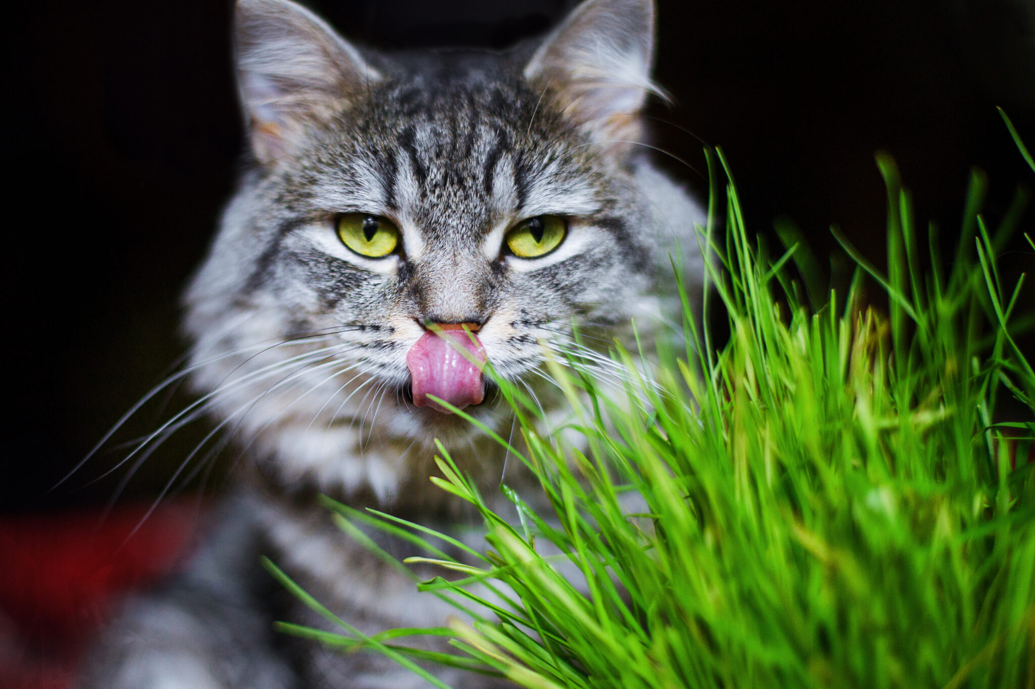 Cat vomiting? Not always a bad thing Pet Greens