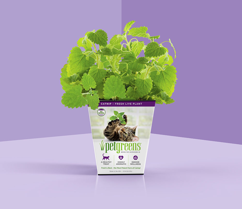 Pet Greens live catnip plant