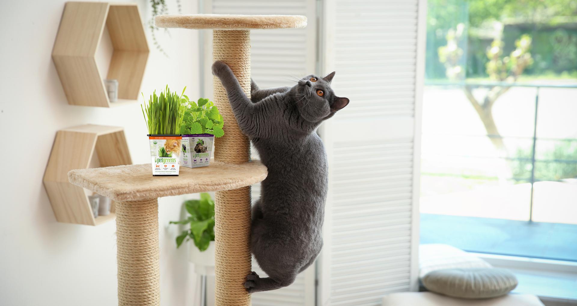 cat on scratching post