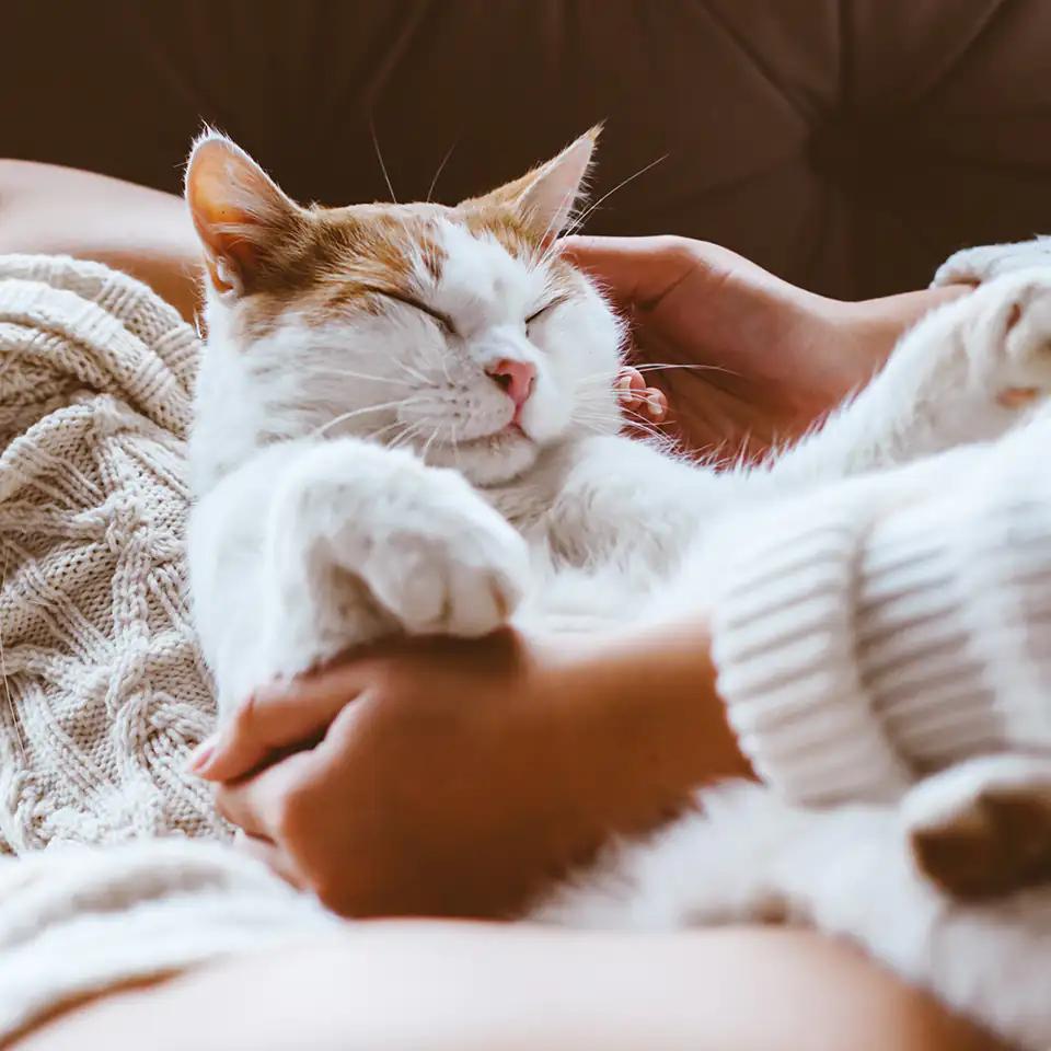 person bonding with cat
