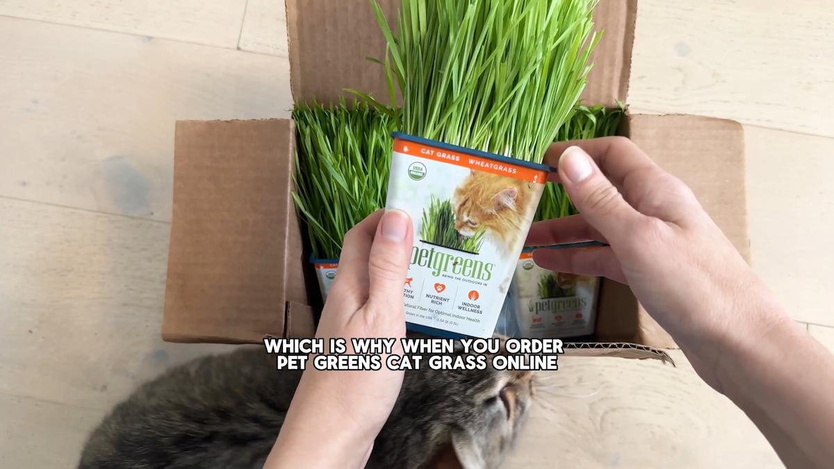 cat grass video thumb