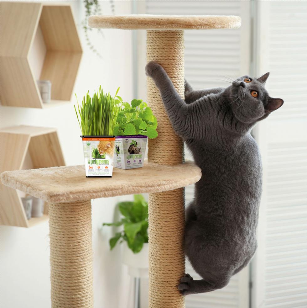 cat climbing post