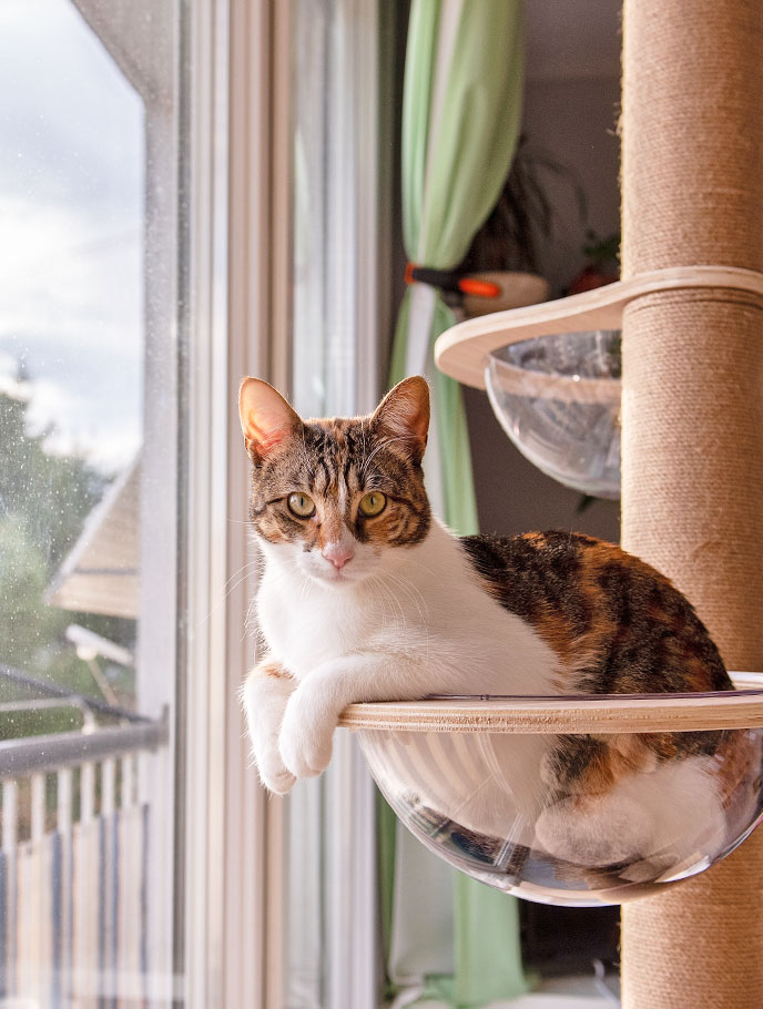 cat near window on tree