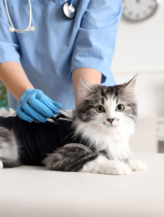 cat at the vet